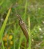Pleurota sp.